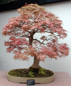 momiji bonsai